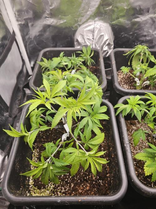 Mendo Breath. Week 5