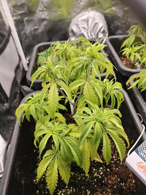 Mendo Breath. Week 6