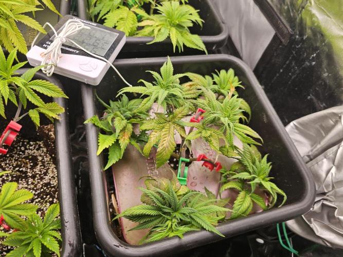 Mendo Breath. Week 7