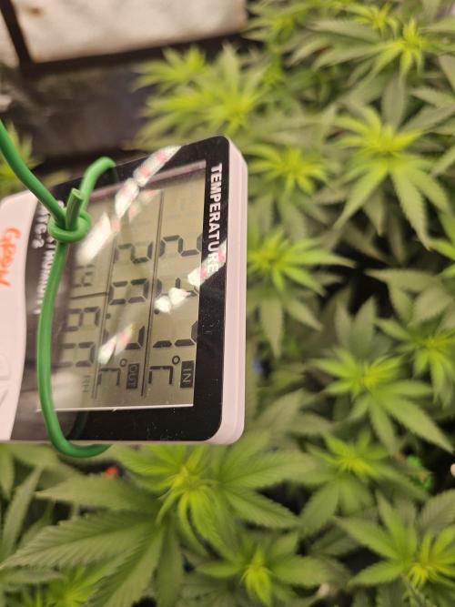 Mendo Breath. Week 8