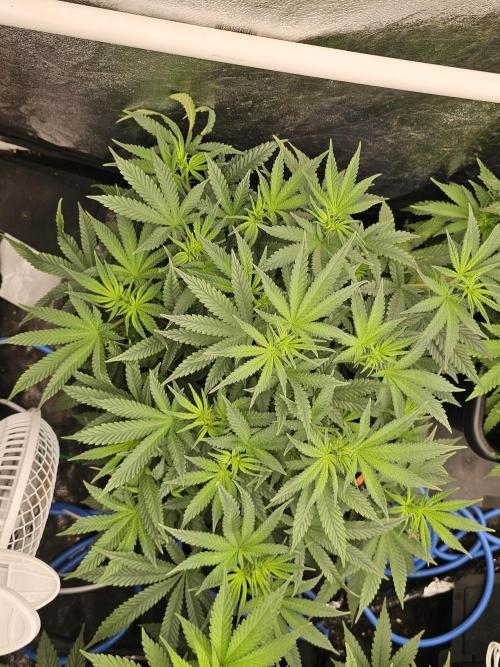 Barneys Farm-- Mendo Breath. Week 9