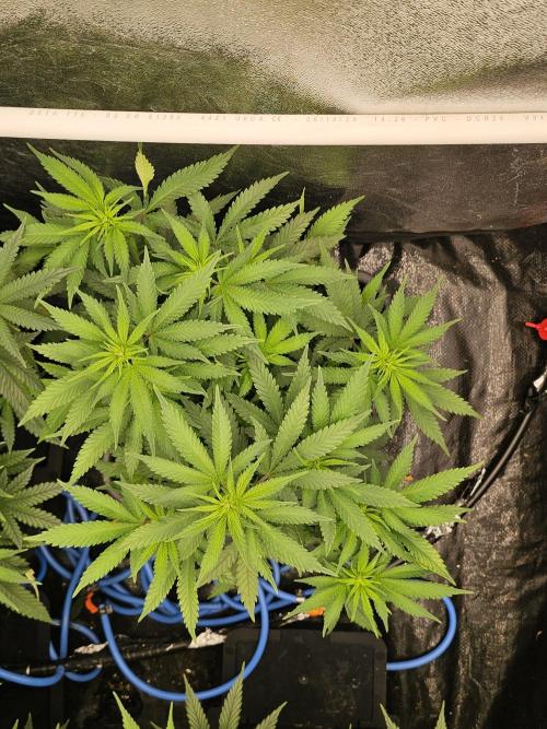 Barneys Farm-- Mendo Breath. Week 9