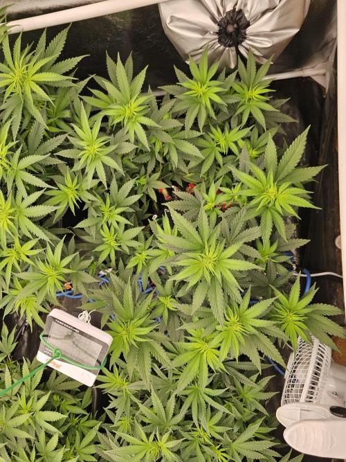 Barneys Farm-- Mendo Breath. Week 9