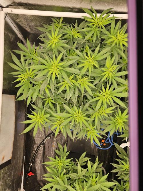 Mendo Breath. Week 9
