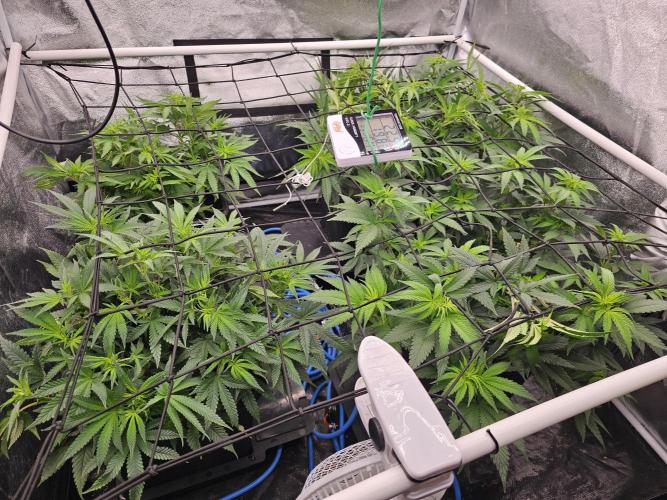 Barneys Farm-- Mendo Breath. Week 11