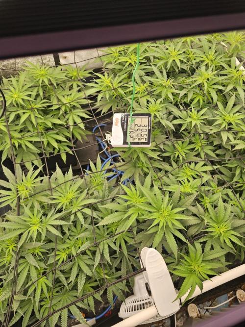 Barneys Farm-- Mendo Breath. Week 11