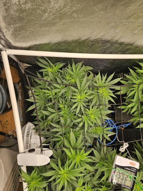 Barneys Farm-- Mendo Breath. Week 11