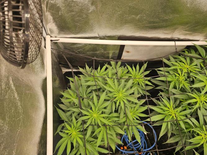 Barneys Farm-- Mendo Breath. Week 11