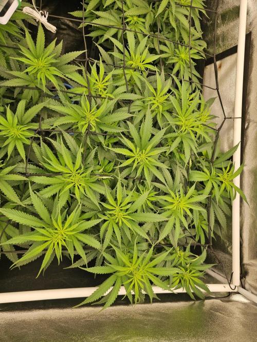 Mendo Breath. Week 11