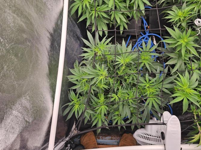 Barneys Farm-- Mendo Breath. Week 12 - "I'm deliberately delaying heavy defoliation until Day 21"