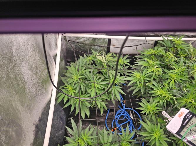 Barneys Farm-- Mendo Breath. Week 12