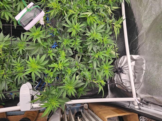 Barneys Farm-- Mendo Breath. Week 12