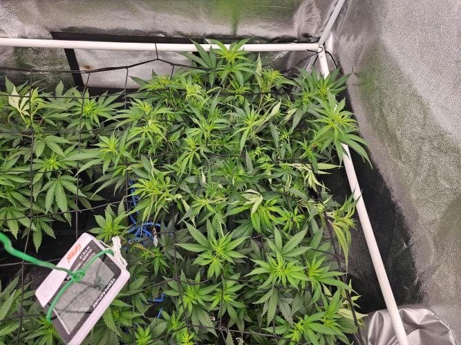 Mendo Breath. Week 12