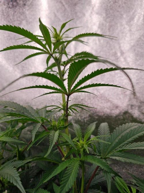 Barneys Farm-- Mendo Breath. Week 13