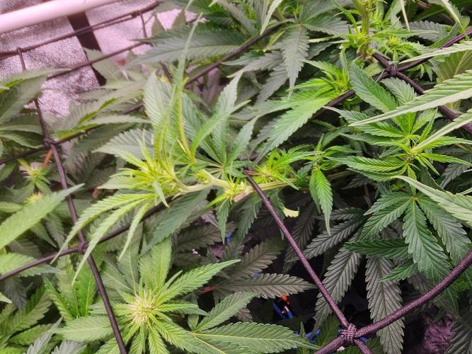 Barneys Farm-- Mendo Breath. Week 13