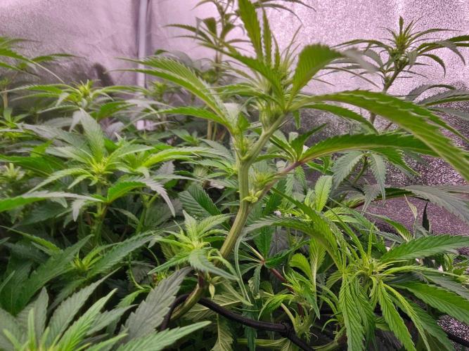 Barneys Farm-- Mendo Breath. Week 13