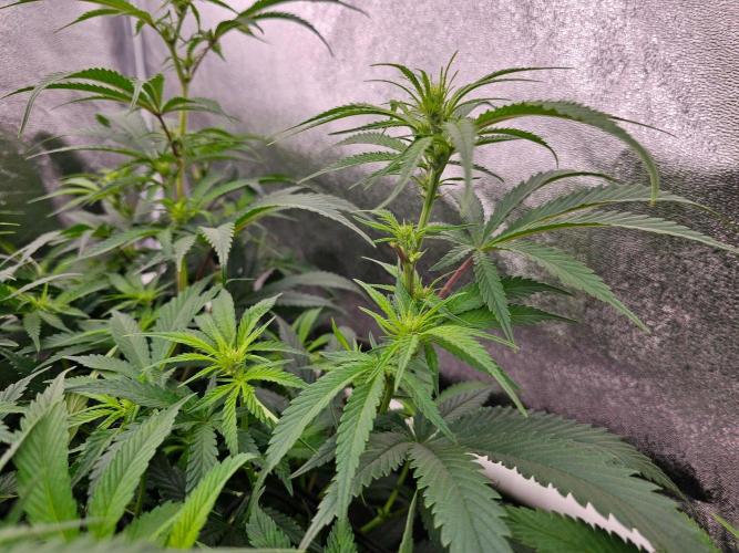 Barneys Farm-- Mendo Breath. Week 13