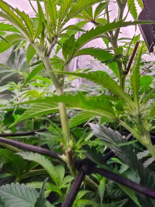 Barneys Farm-- Mendo Breath. Week 13