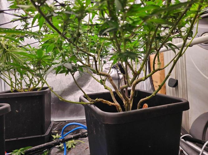 Barneys Farm-- Mendo Breath. Week 14