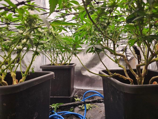 Barneys Farm-- Mendo Breath. Week 14