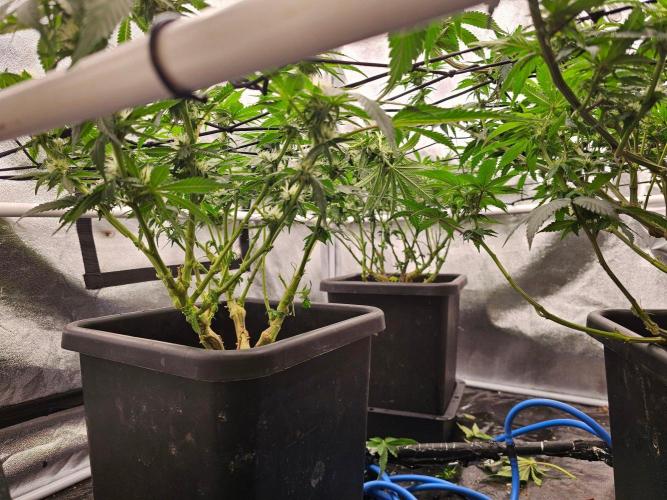 Barneys Farm-- Mendo Breath. Week 14