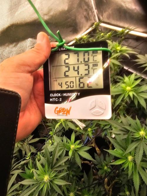 Barneys Farm-- Mendo Breath. Week 14