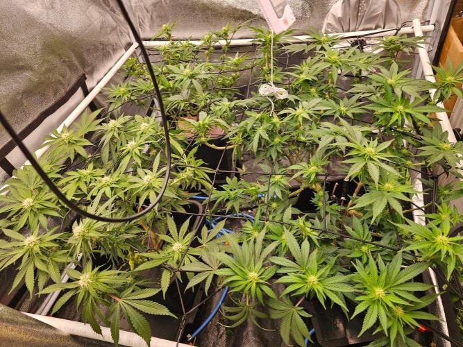 Barneys Farm-- Mendo Breath. Week 14