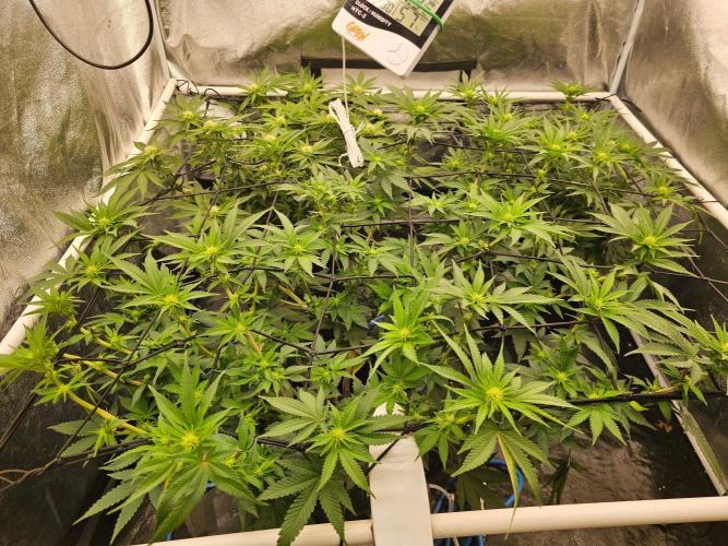 Barneys Farm-- Mendo Breath. Week 14