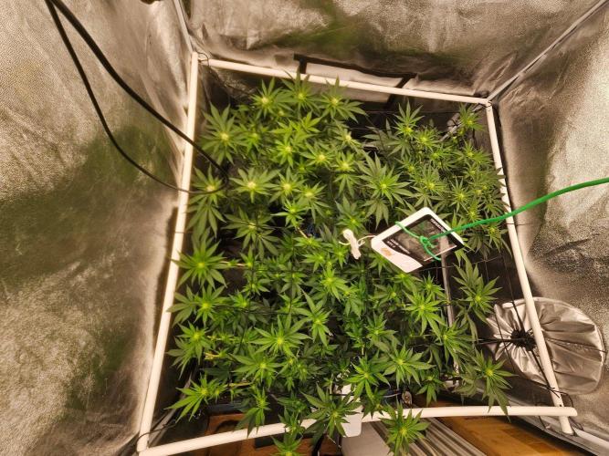 Barneys Farm-- Mendo Breath. Week 14