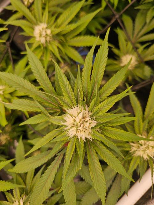 Barneys Farm-- Mendo Breath. Week 15