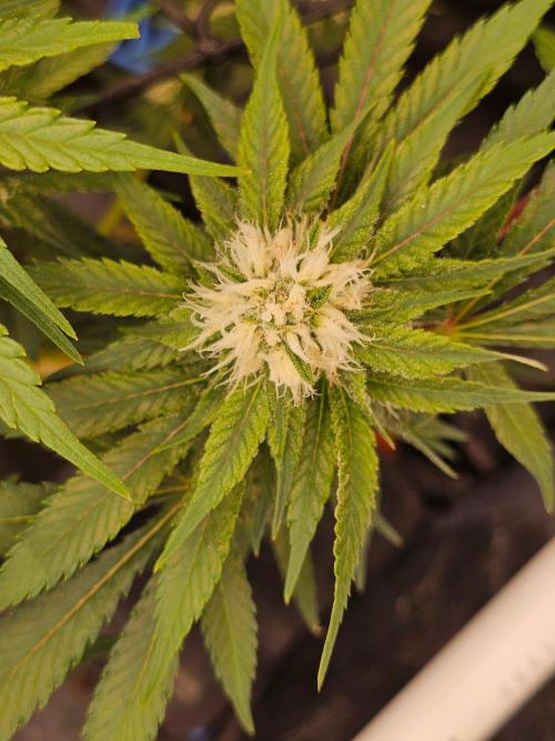 Barneys Farm-- Mendo Breath. Week 15