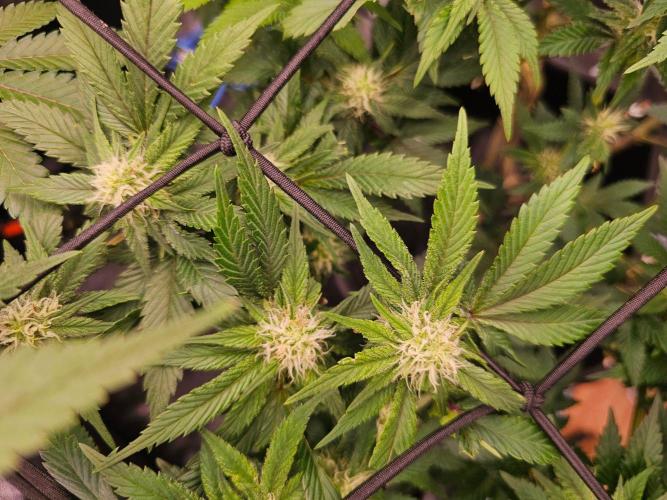 Barneys Farm-- Mendo Breath. Week 15
