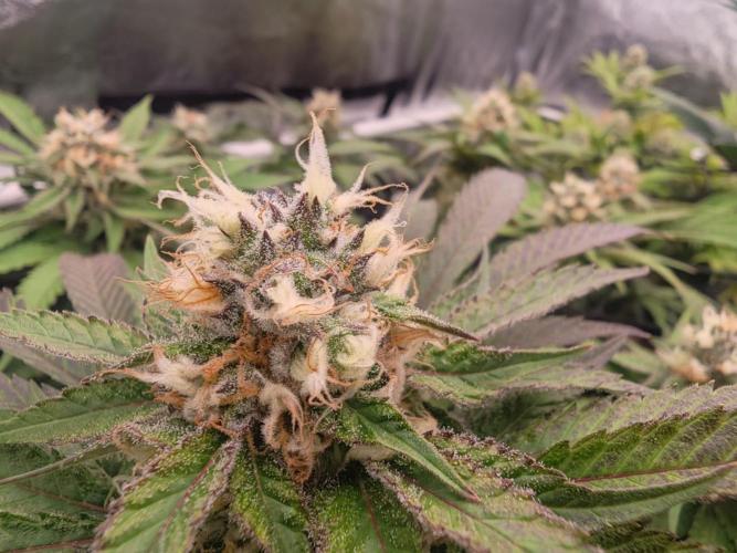 Barneys Farm-- Mendo Breath. Week 16