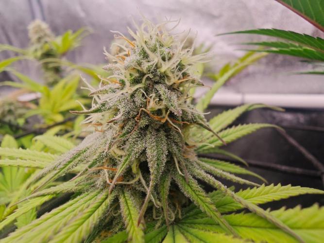 Barneys Farm-- Mendo Breath. Week 16