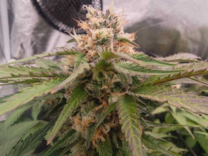Barneys Farm-- Mendo Breath. Week 16