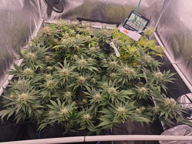 Barneys Farm-- Mendo Breath. Week 16