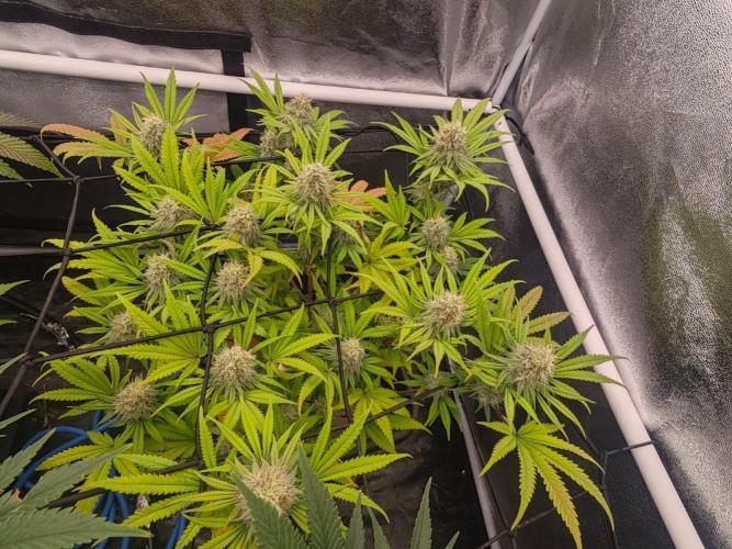 Barneys Farm-- Mendo Breath. Week 16