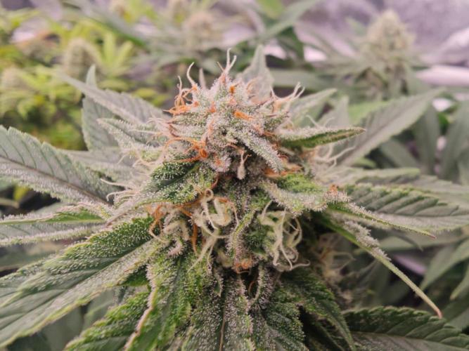 Barneys Farm-- Mendo Breath. Week 16