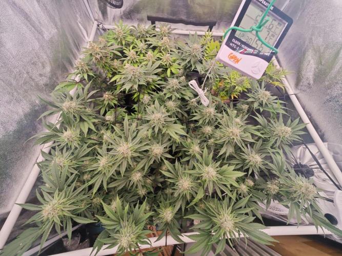 Barneys Farm-- Mendo Breath. Week 16