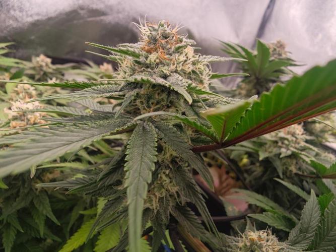 Mendo Breath. Week 16