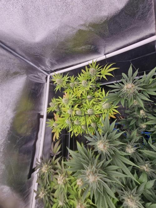 Barneys Farm-- Mendo Breath. Week 17