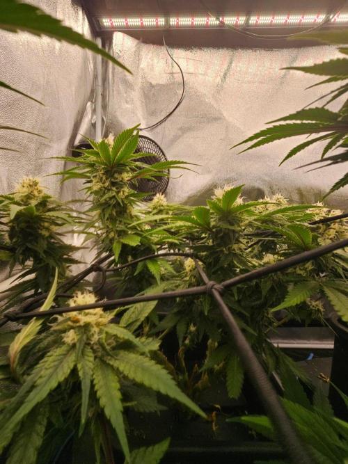 Barneys Farm-- Mendo Breath. Week 17