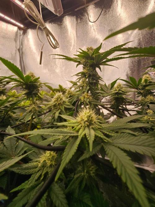 Barneys Farm-- Mendo Breath. Week 17
