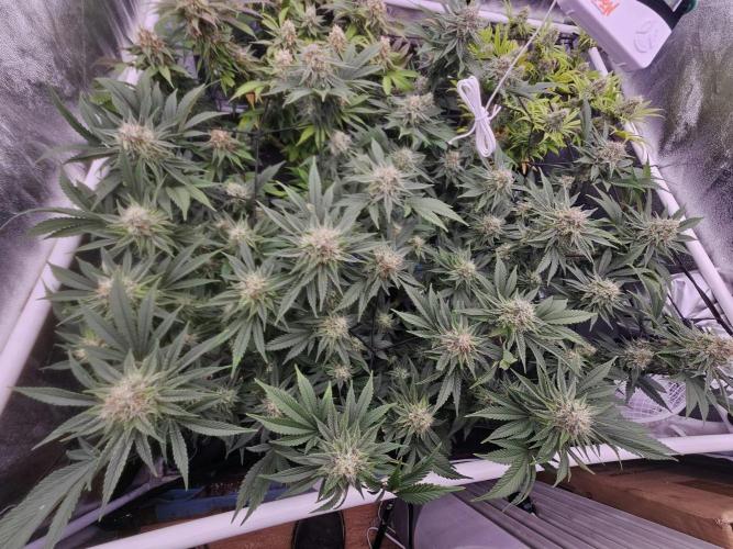 Barneys Farm-- Mendo Breath. Week 17