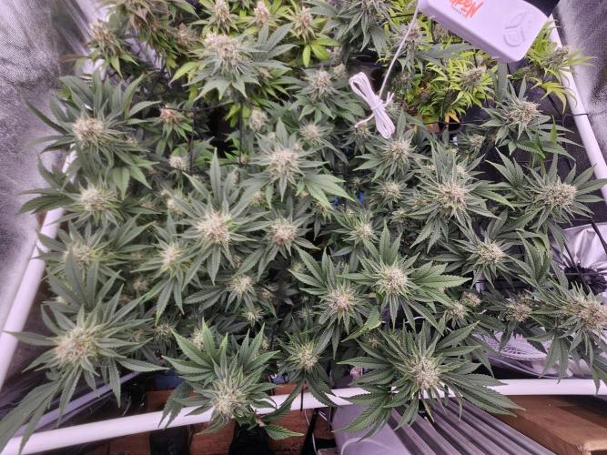 Barneys Farm-- Mendo Breath. Week 17