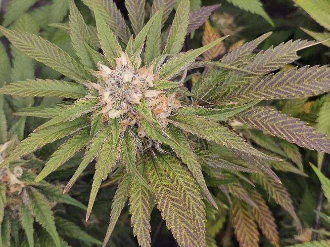 Mendo Breath. Week 17