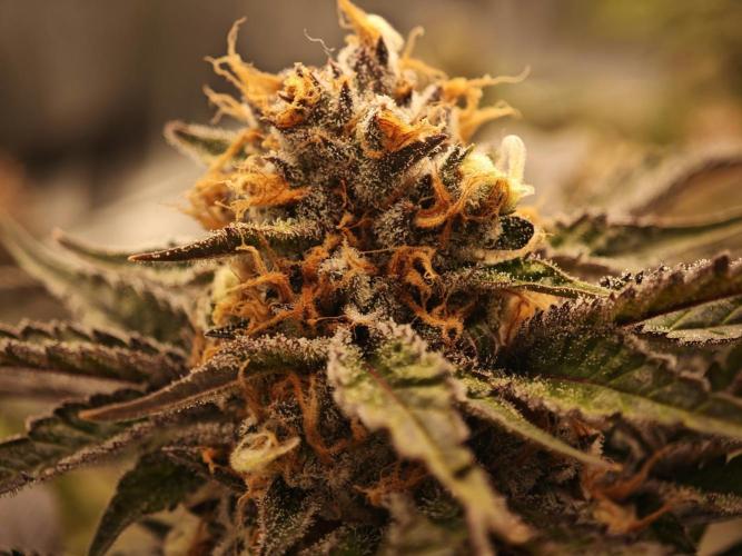 Barneys Farm-- Mendo Breath. Week 18