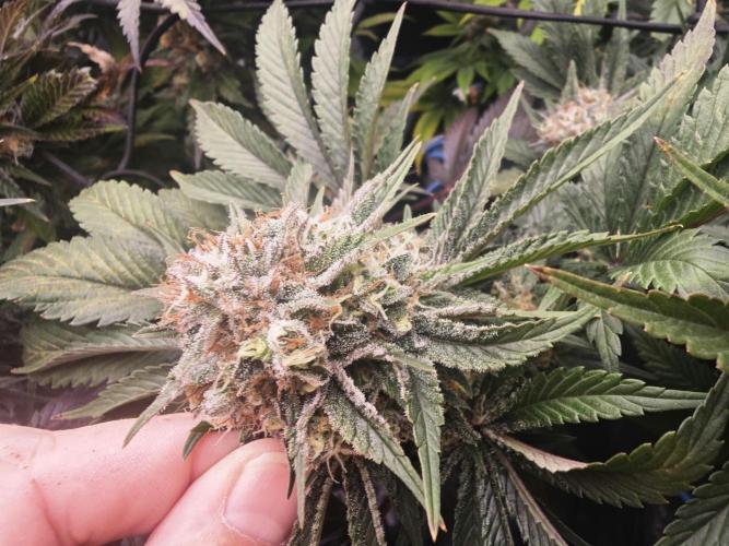 Barneys Farm-- Mendo Breath. Week 18