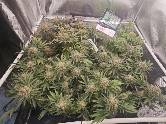 Barneys Farm-- Mendo Breath. Week 18