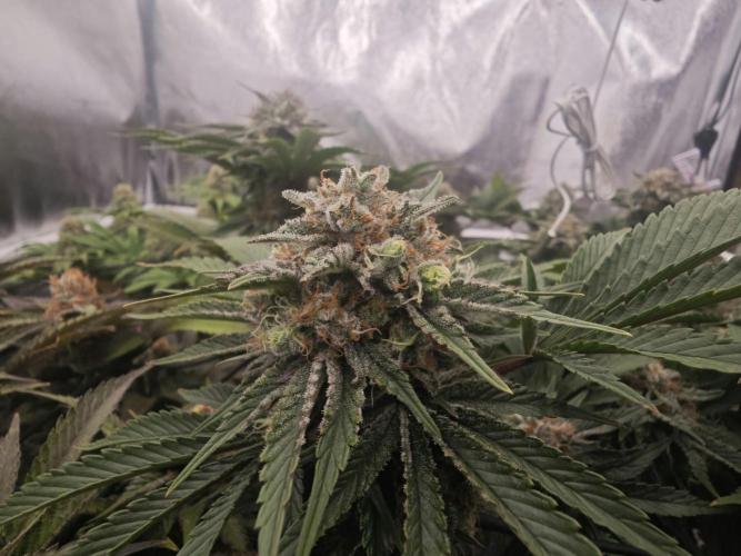 Barneys Farm-- Mendo Breath. Week 18